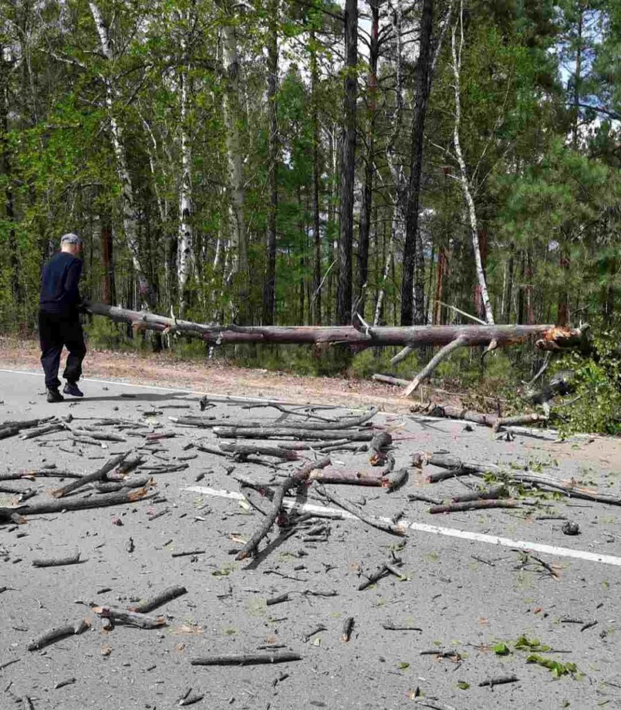Упавшие деревья