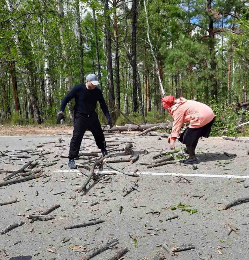 Упавшие деревья