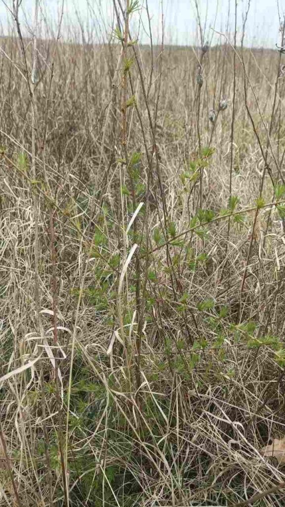 Посадка леса