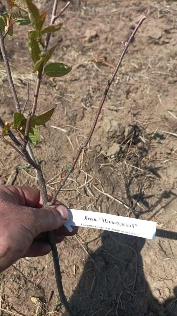 Посадка леса