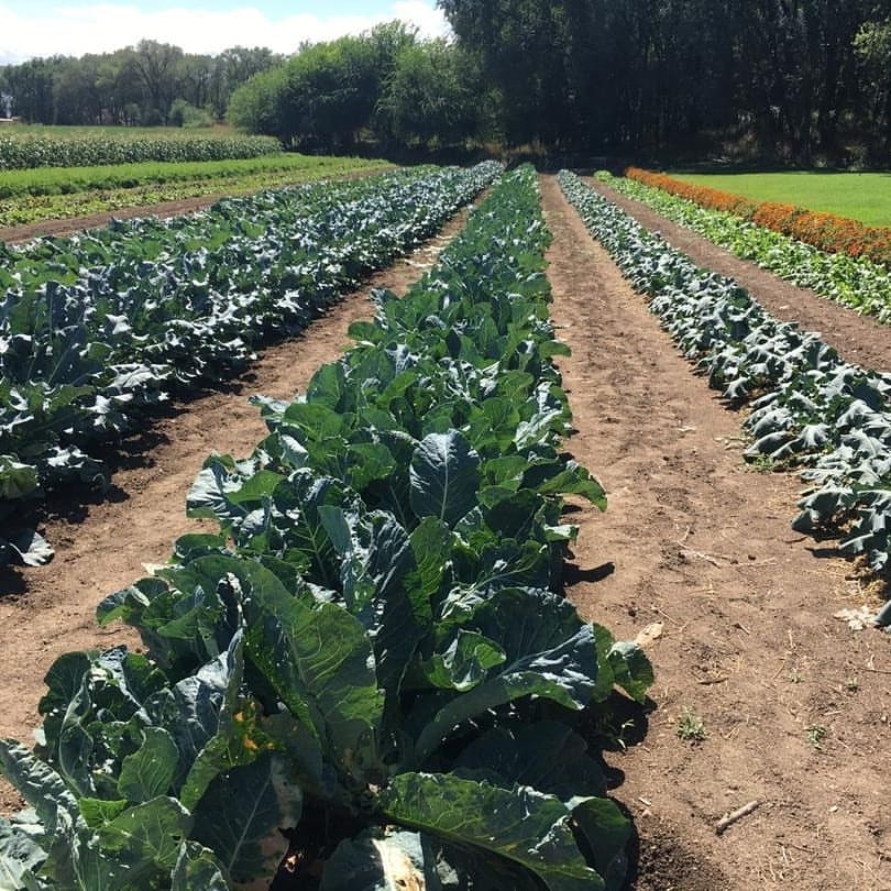 вредные продукты питания, здоровое питание, правильное питание, полезные продукты, вредные продукты, вегетарианская колбаса, цельнозерновые продукты, обезжиренные продукты, органические продукты