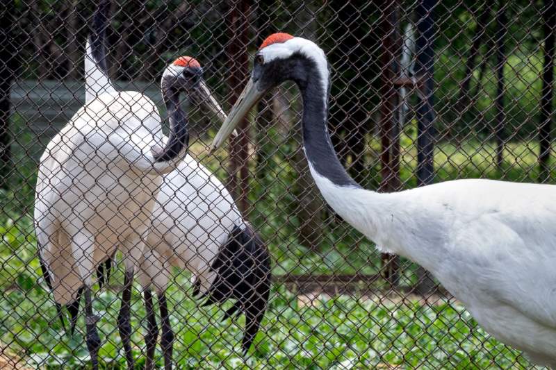 Журавлиха из резиденции Деда Мороза теперь будет жить в Приамурье