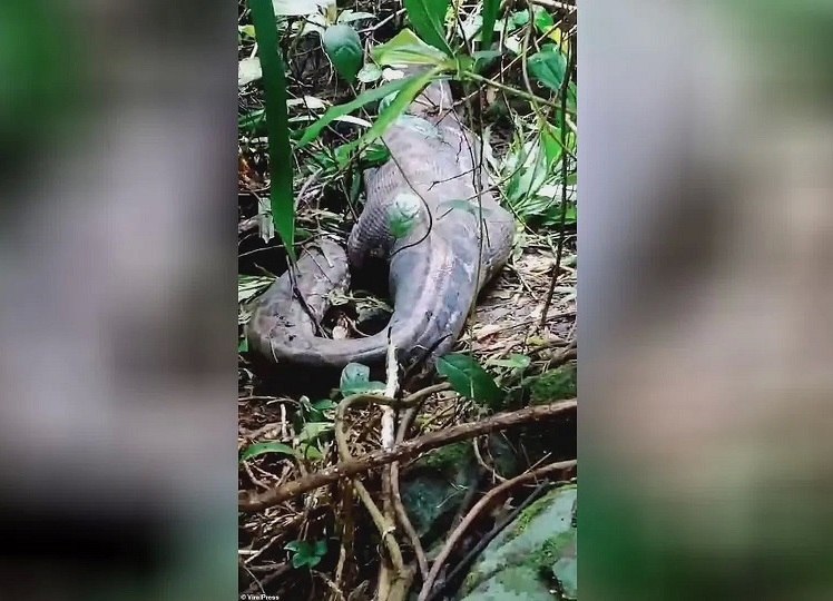 В Индонезии пятиметровый питон целиком проглотил 50-летнюю женщину