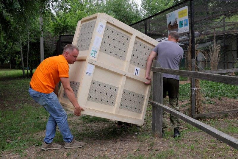 Журавлиха из резиденции Деда Мороза теперь будет жить в Приамурье