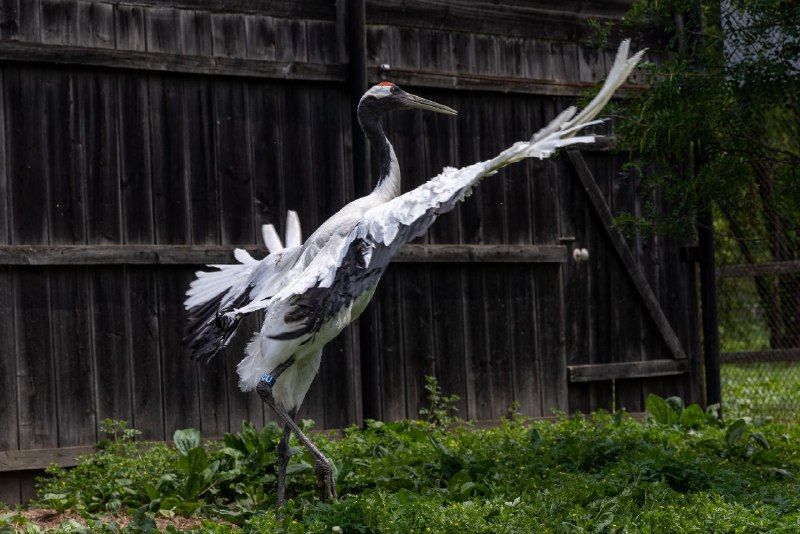 Журавлиха из резиденции Деда Мороза теперь будет жить в Приамурье