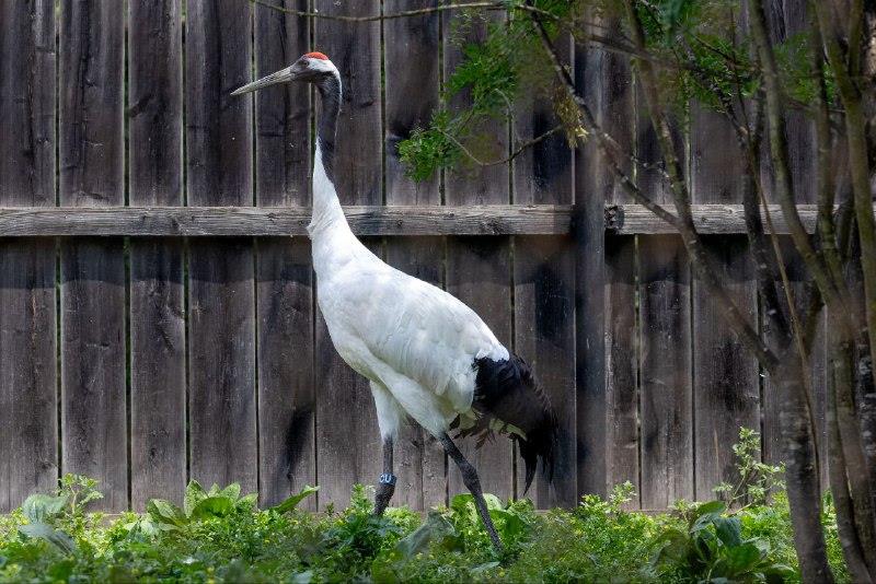 Журавлиха из резиденции Деда Мороза теперь будет жить в Приамурье
