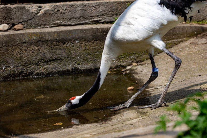 Журавлиха из резиденции Деда Мороза теперь будет жить в Приамурье
