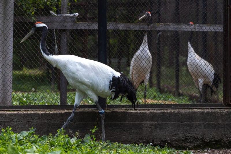 Журавлиха из резиденции Деда Мороза теперь будет жить в Приамурье