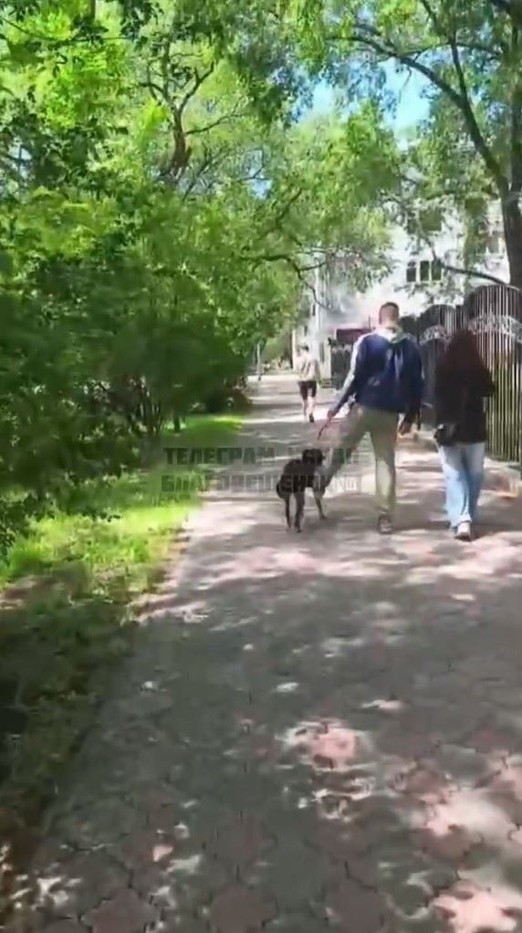 пинает собаку