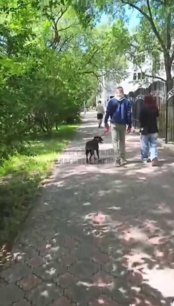 пинает собаку