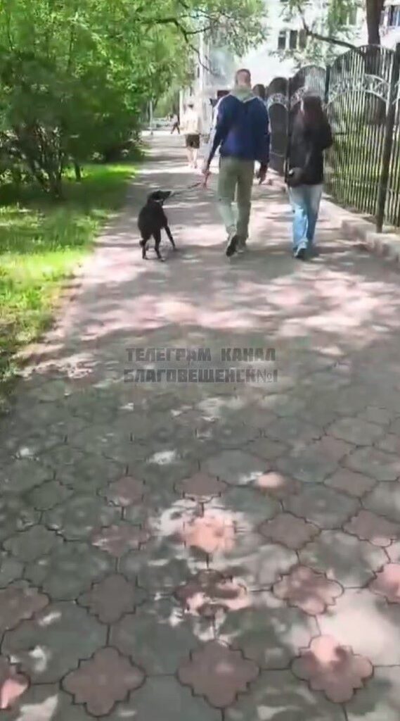 пинает собаку