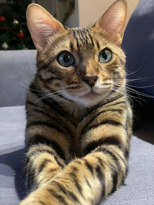 Вознаграждение 10 000 рублей: жительница Чигирей ищет любимого кота