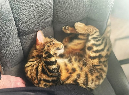 Вознаграждение 10 000 рублей: жительница Чигирей ищет любимого кота