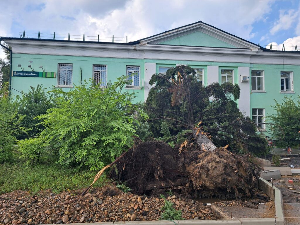 «Варварски уничтожили»: жители амурского поселка похоронили любимую березовую аллею
