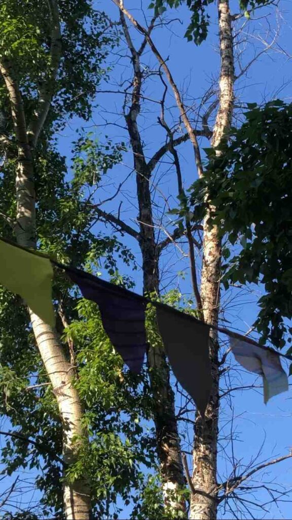 тополя создают угрозу юным амурчанам