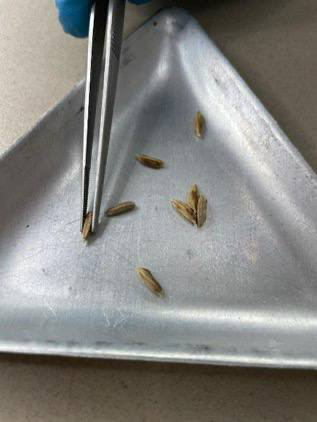 рис, карантинное заболевание, Россельхознадзор