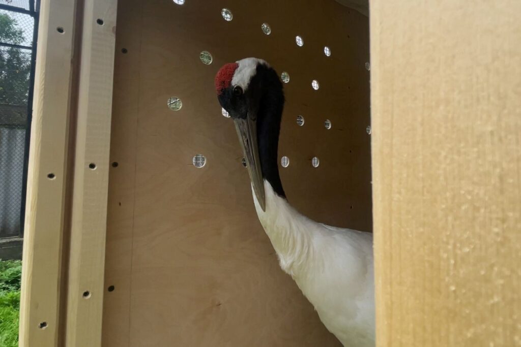 Журавлиха из резиденции Деда Мороза теперь будет жить в Приамурье