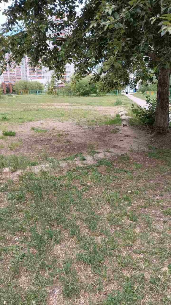 Нужно, как с фонтанами: благовещенка просит мэрию принять жёсткие меры