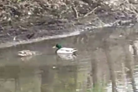 Утки на реке