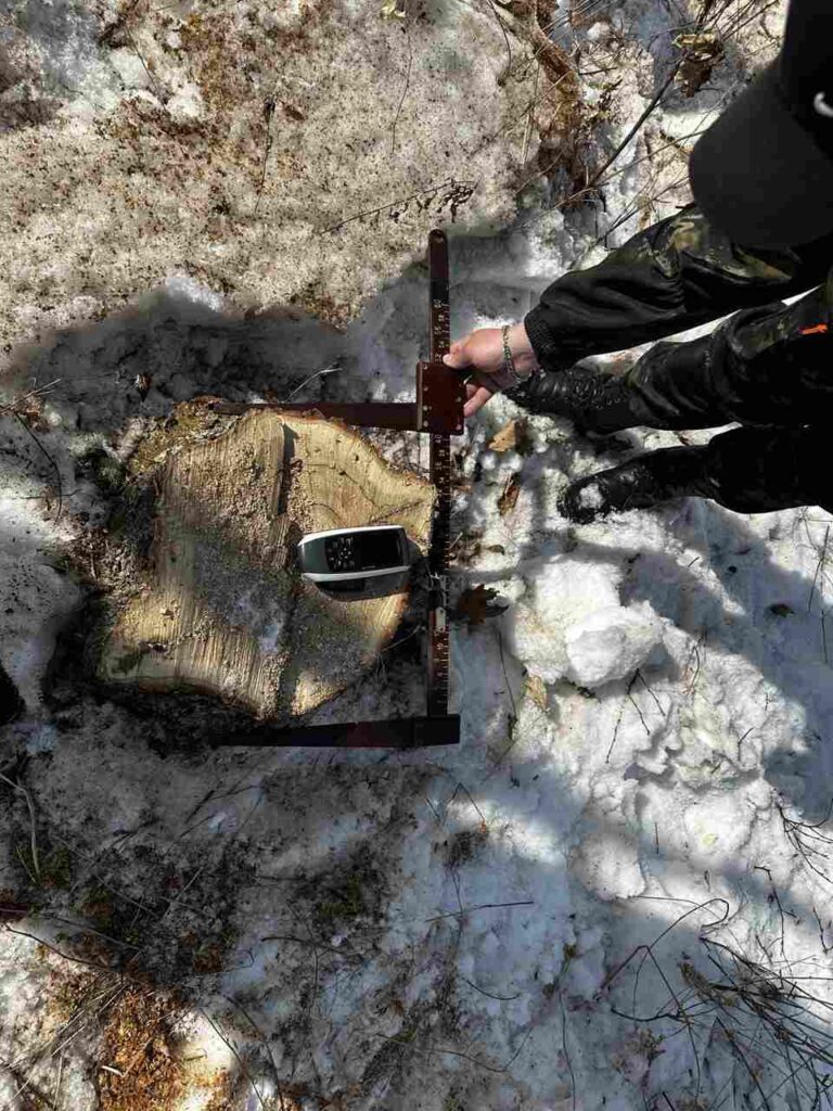 Чёрные лесорубы