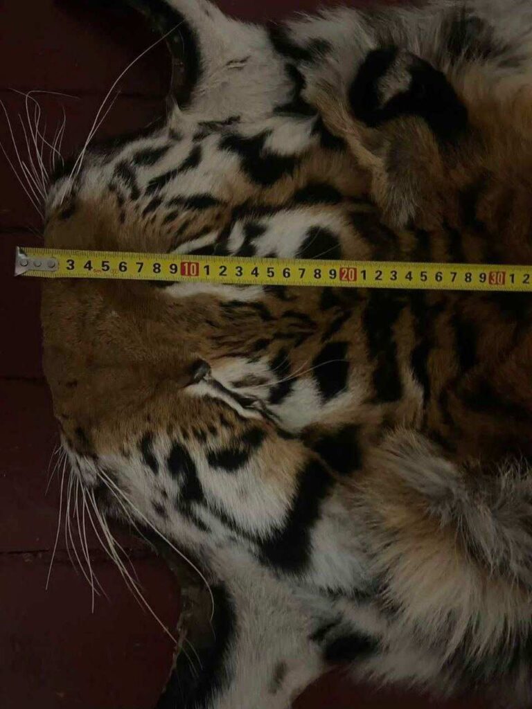 Шкура амурского тигра