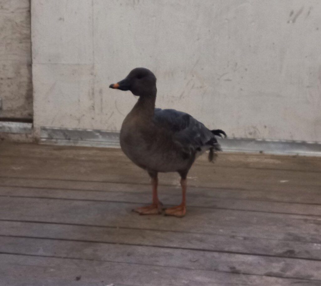 В ожидании взлета: гусь-гуменник поселился в амурском заказнике