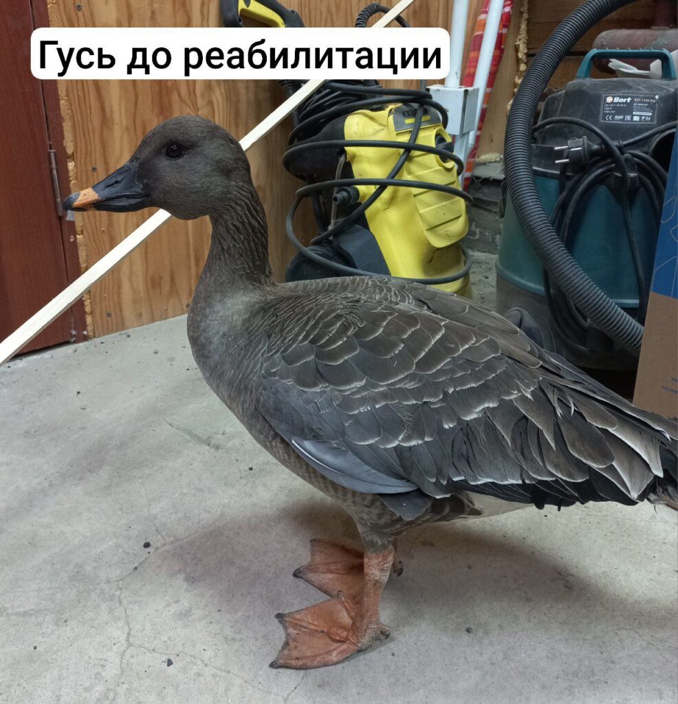 В ожидании взлета: гусь-гуменник поселился в амурском заказнике