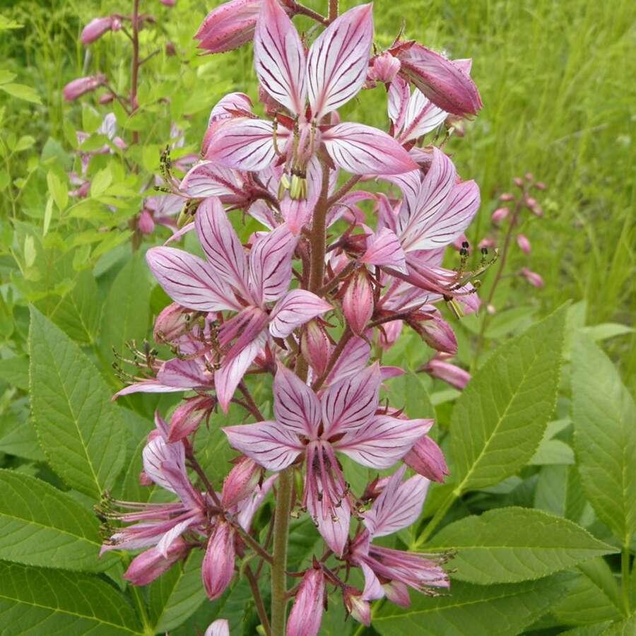 Группа иностранцев накопала в Приамурье серьезные проблемы с законом