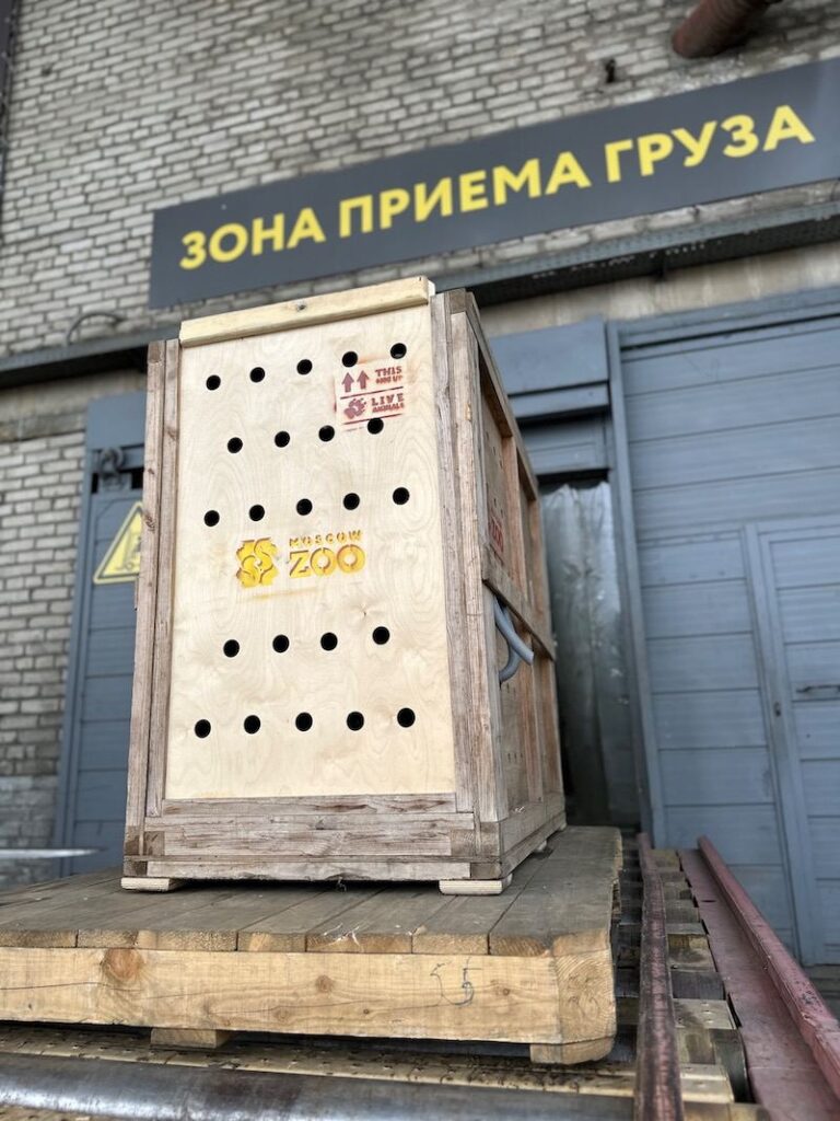 Амурский тигр