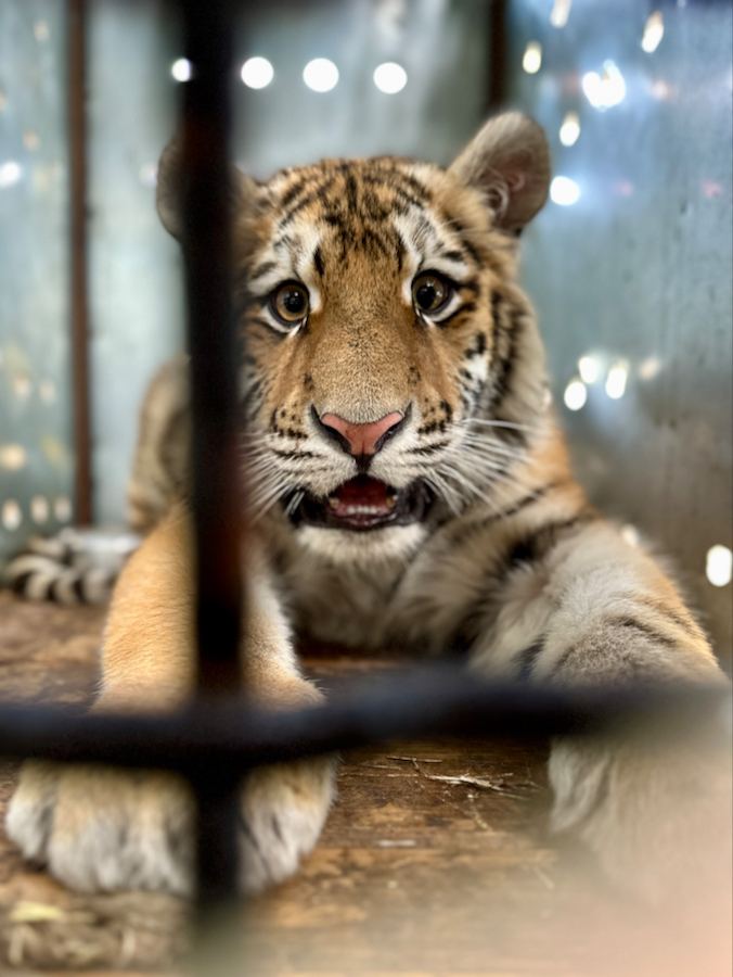 Амурский тигр