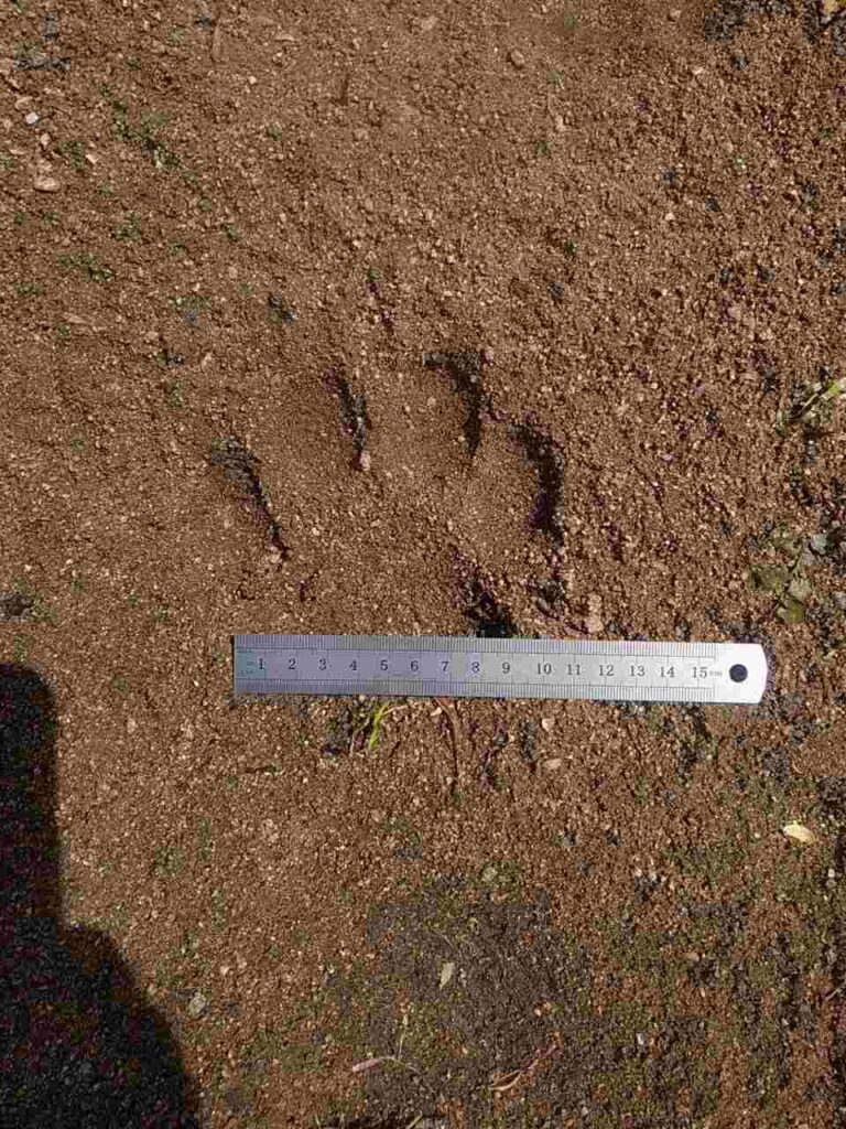 Следы амурского тигра