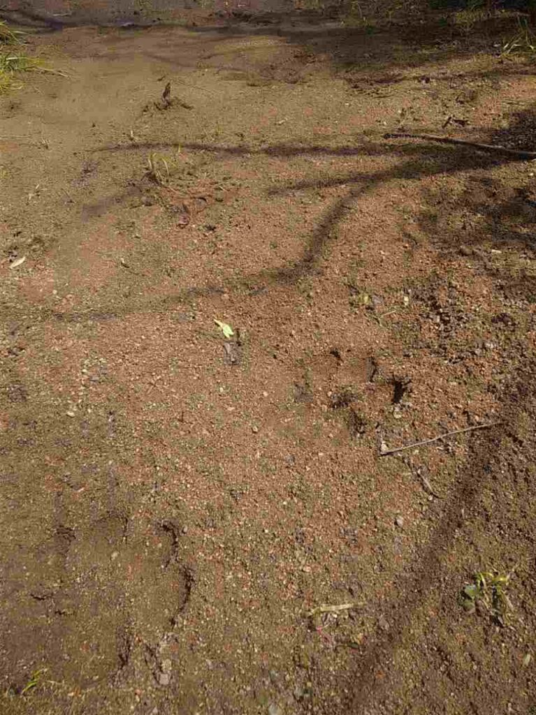 Следы амурского тигра