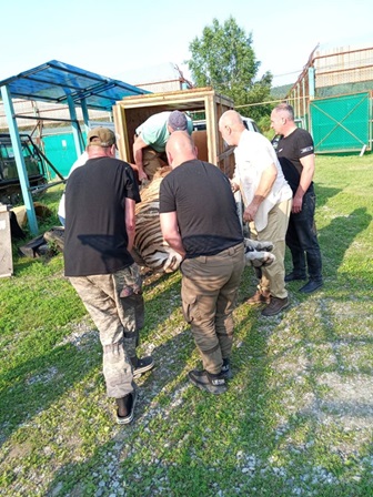 Фото: Центр «Амурский тигр»