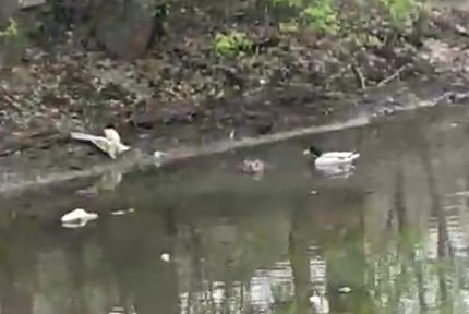 Утки на реке