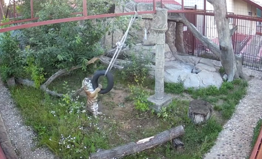 Амурский тигр