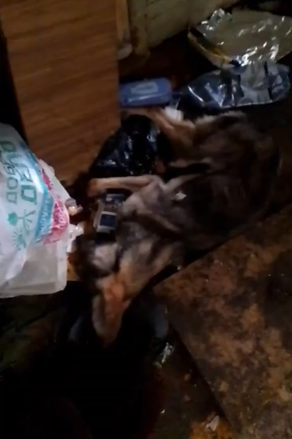 Мёртвая собака