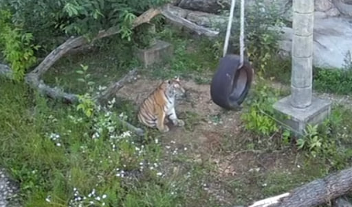 Амурский тигр