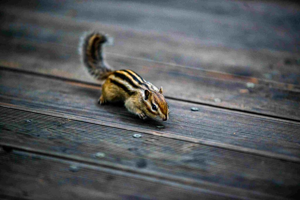 где отдохнуть в Благовещенске, пешие прогулки по Благовещенску, красивые места Благовещенска
