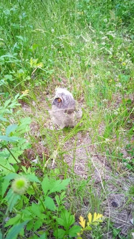 Амурчане выходили совенка, пострадавшего при пожаре в Зейском округе