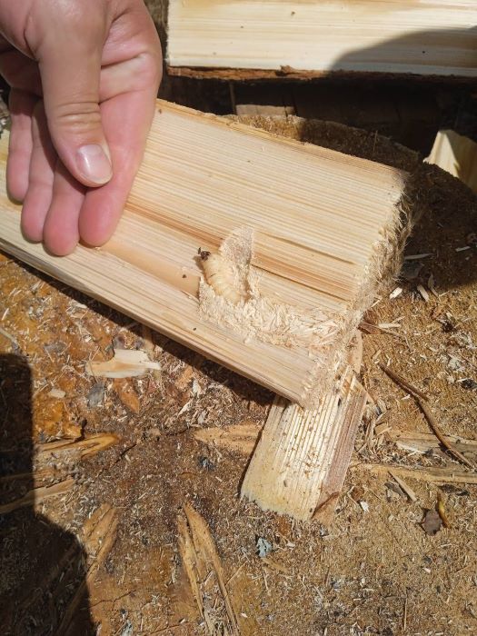 Малый и большой: амурские леса атакуют опасные вредители
