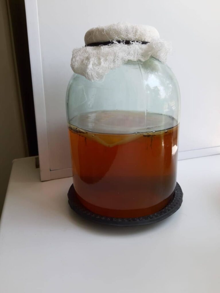 чайный гриб