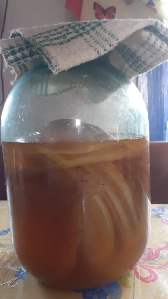 чайный гриб