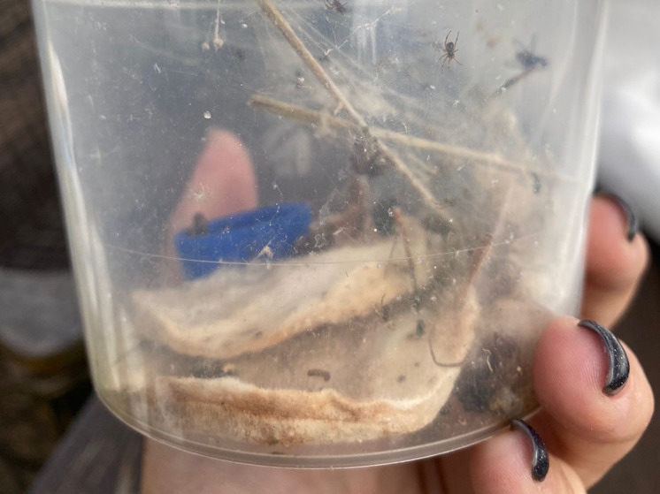 Жительница Москвы нашла ядовитого паука в упаковке с клубникой