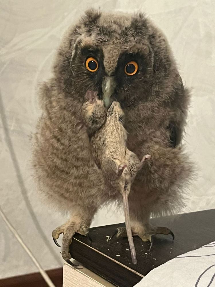 Амурчане выходили совенка, пострадавшего при пожаре в Зейском округе