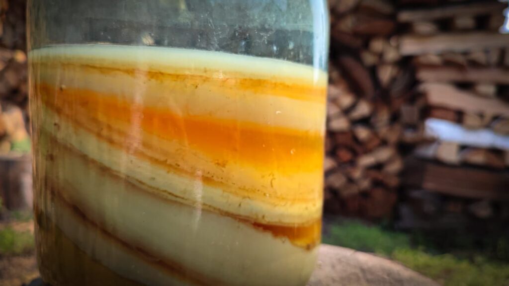 чайный гриб