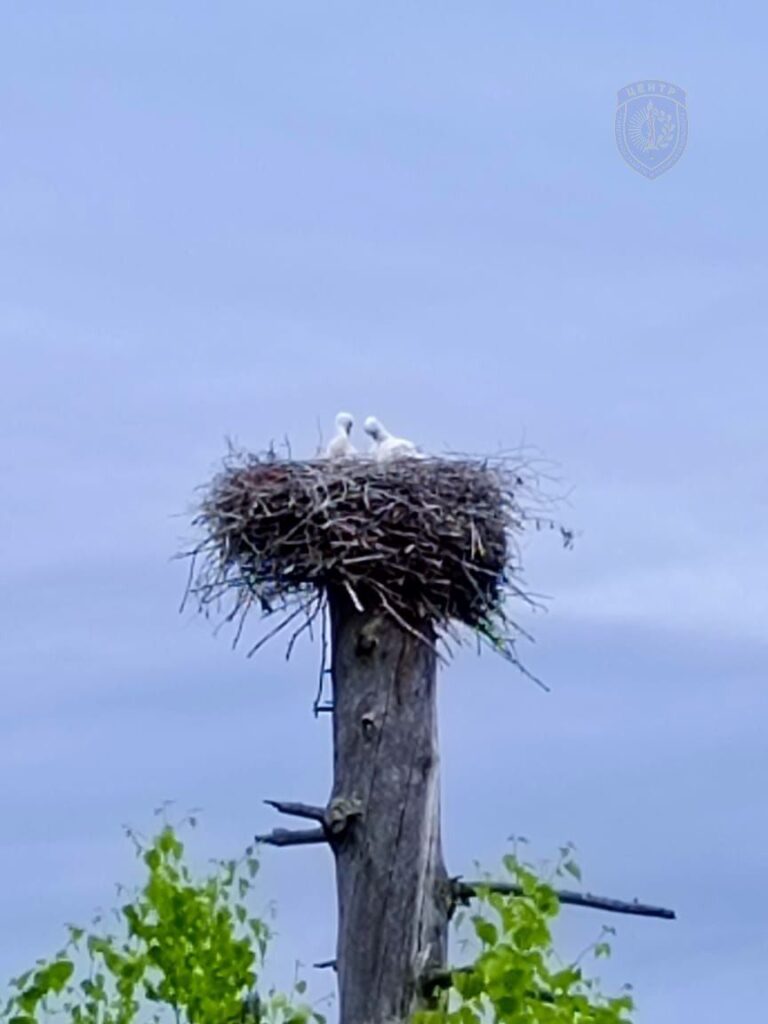 Амурские огнеборцы защитили от пожара пернатое семейство