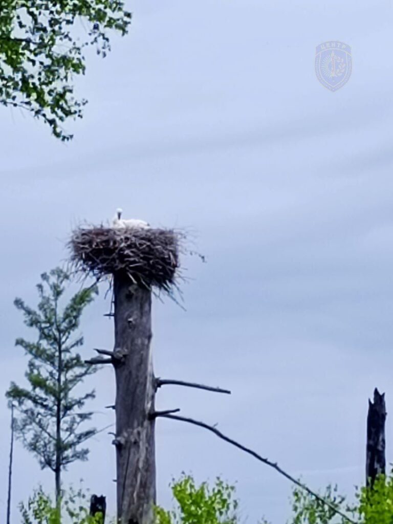 Амурские огнеборцы защитили от пожара пернатое семейство