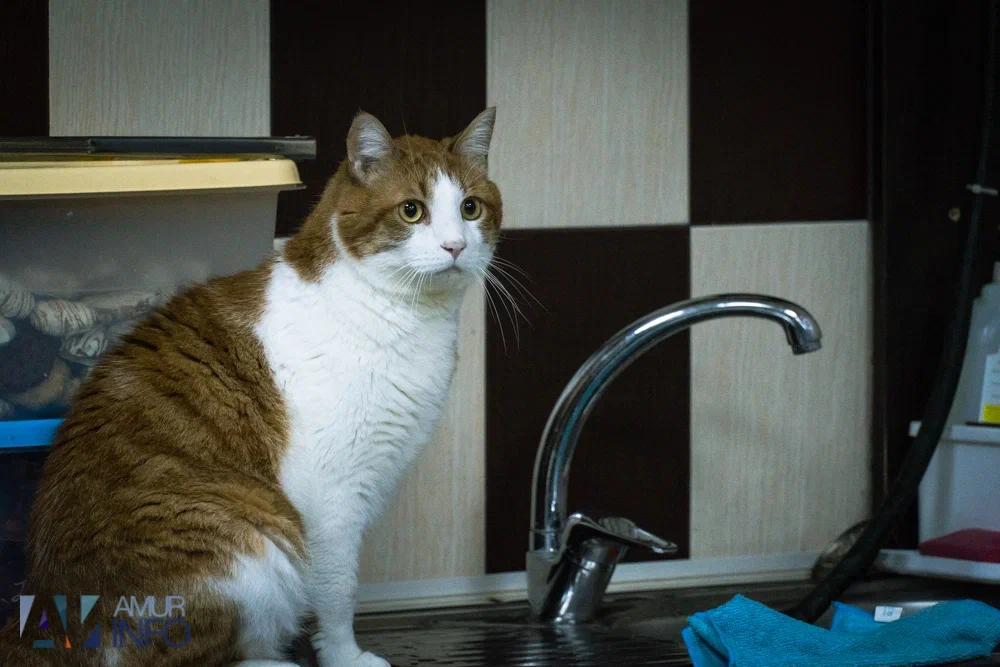 котик