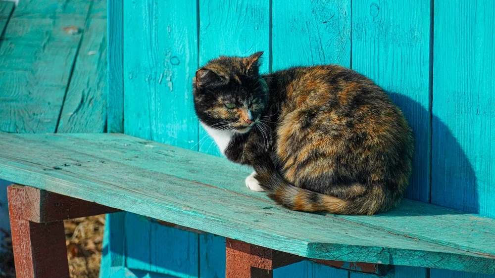 кот