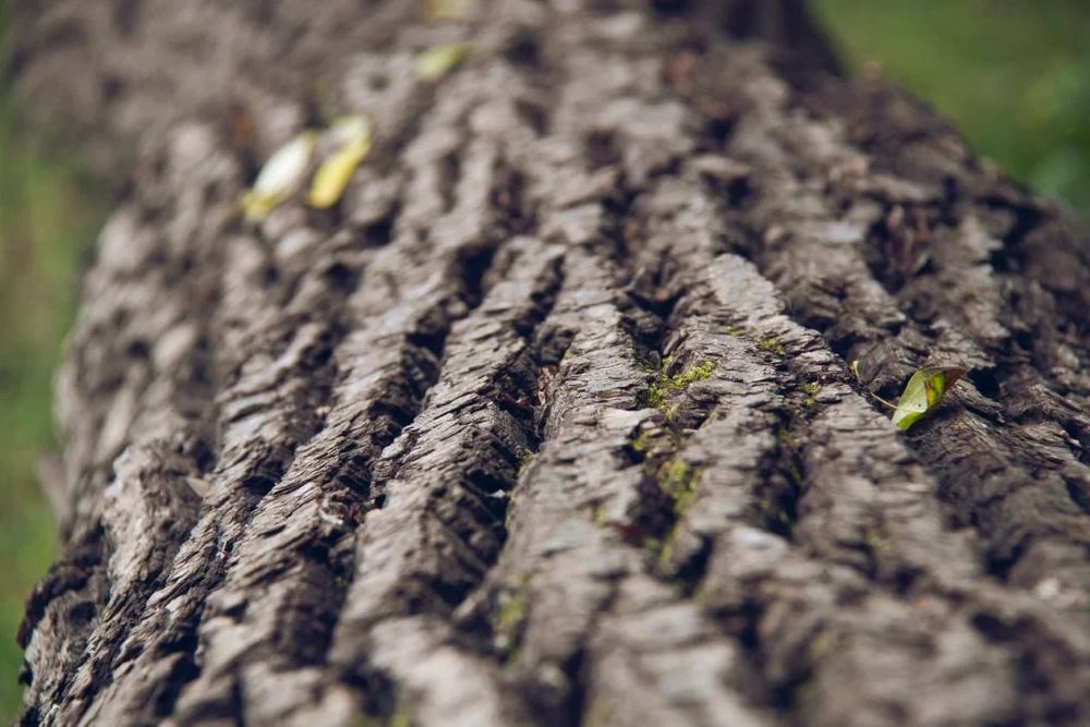 В Приамурье ударными темпами восстанавливают лес